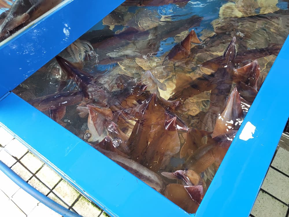 간성 5일장 수산물 수조 오징어와 가리비 판매 모습