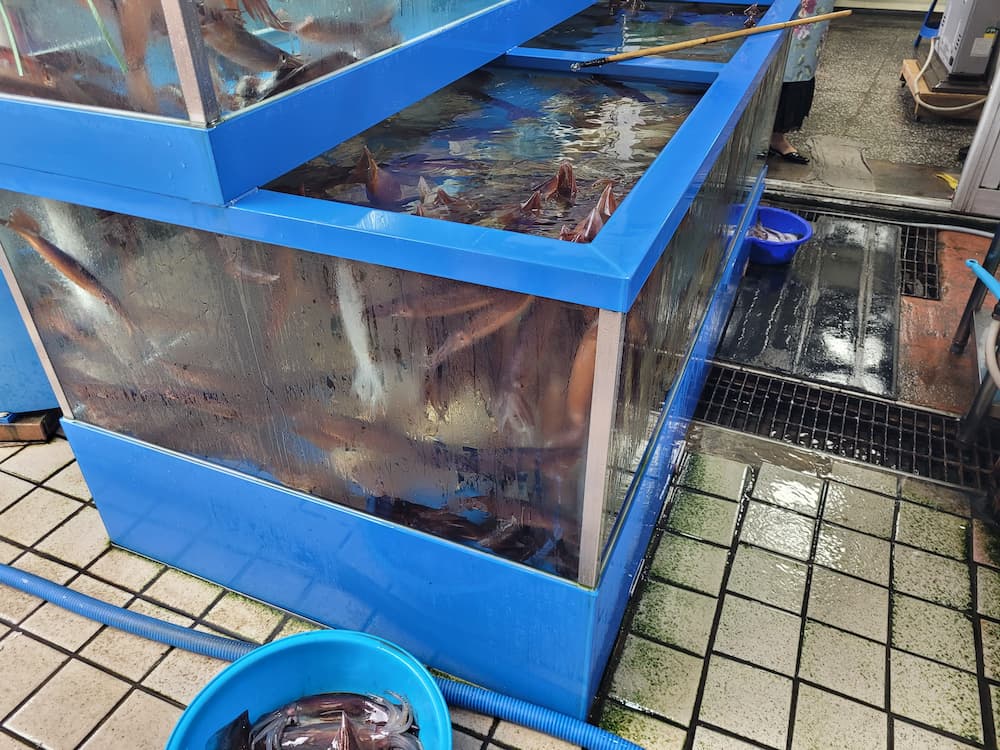 간성 5일장 수산물 수조 오징어 판매 모습