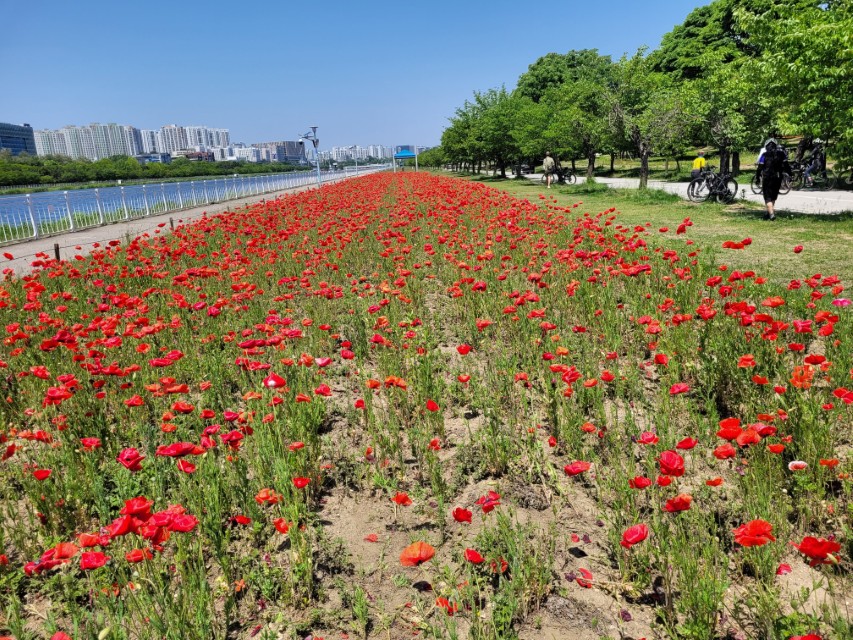 하남 미사경정공원 호수 산책로 옆에 핀 초여름 꽃양귀비 풍경