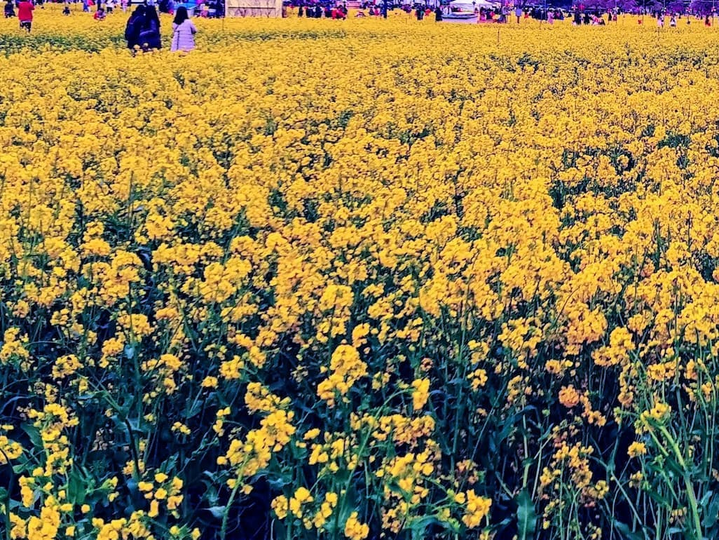 구리한강시민공원 유채꽃 꽃밭 전경