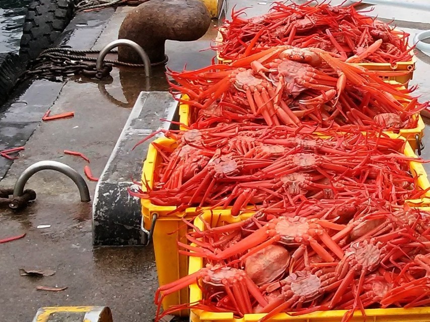 묵호항 어시장 홍게 판매 모습