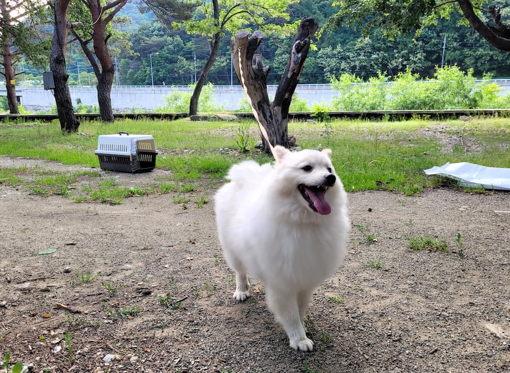 구만동 계곡 애견 동반 캠핑장