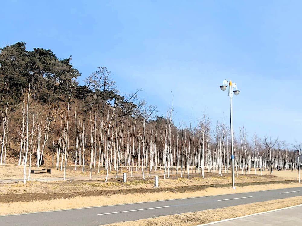 남양주 한강시민공원 삼패지구 자작나무길