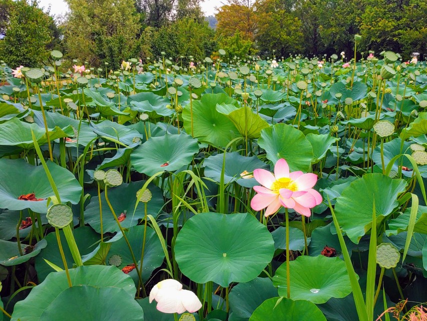 양수리 5일장 주변 볼거리 세미원 수변 정원 연꽃