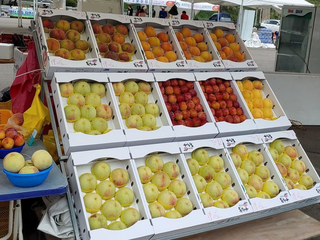 장호원장 복숭아